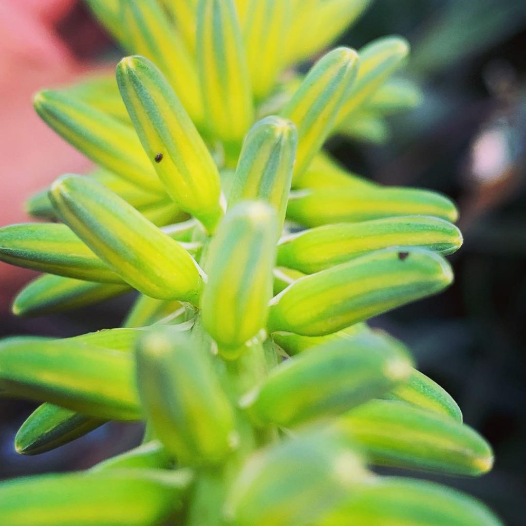 Amidst the garden's whispers, green Aloe flowers unveil their splendor, as if dipped in the soft glow of morning sunlight, adorned with delicate light yellows. Each petal tells a story, a visual poem written in nature's brushstrokes.